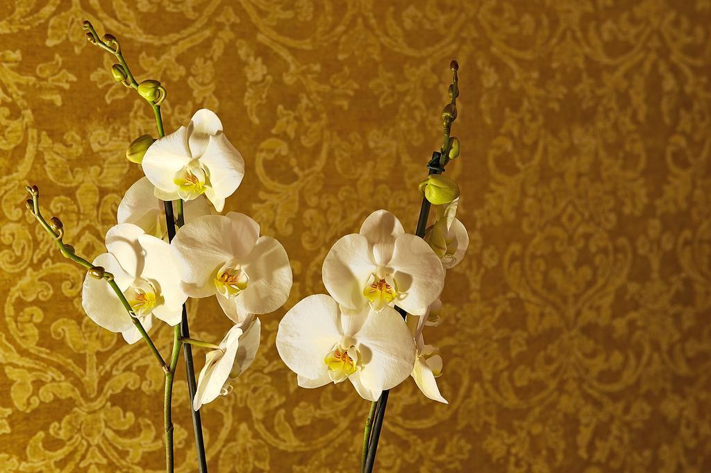 Palazzo Hotel フォーウェイズ エクステリア 写真 White orchid